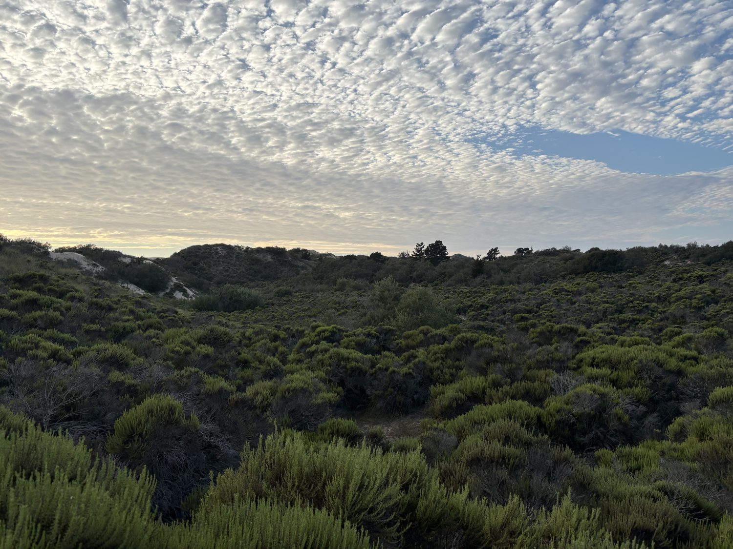 Coastal dunes at dawn